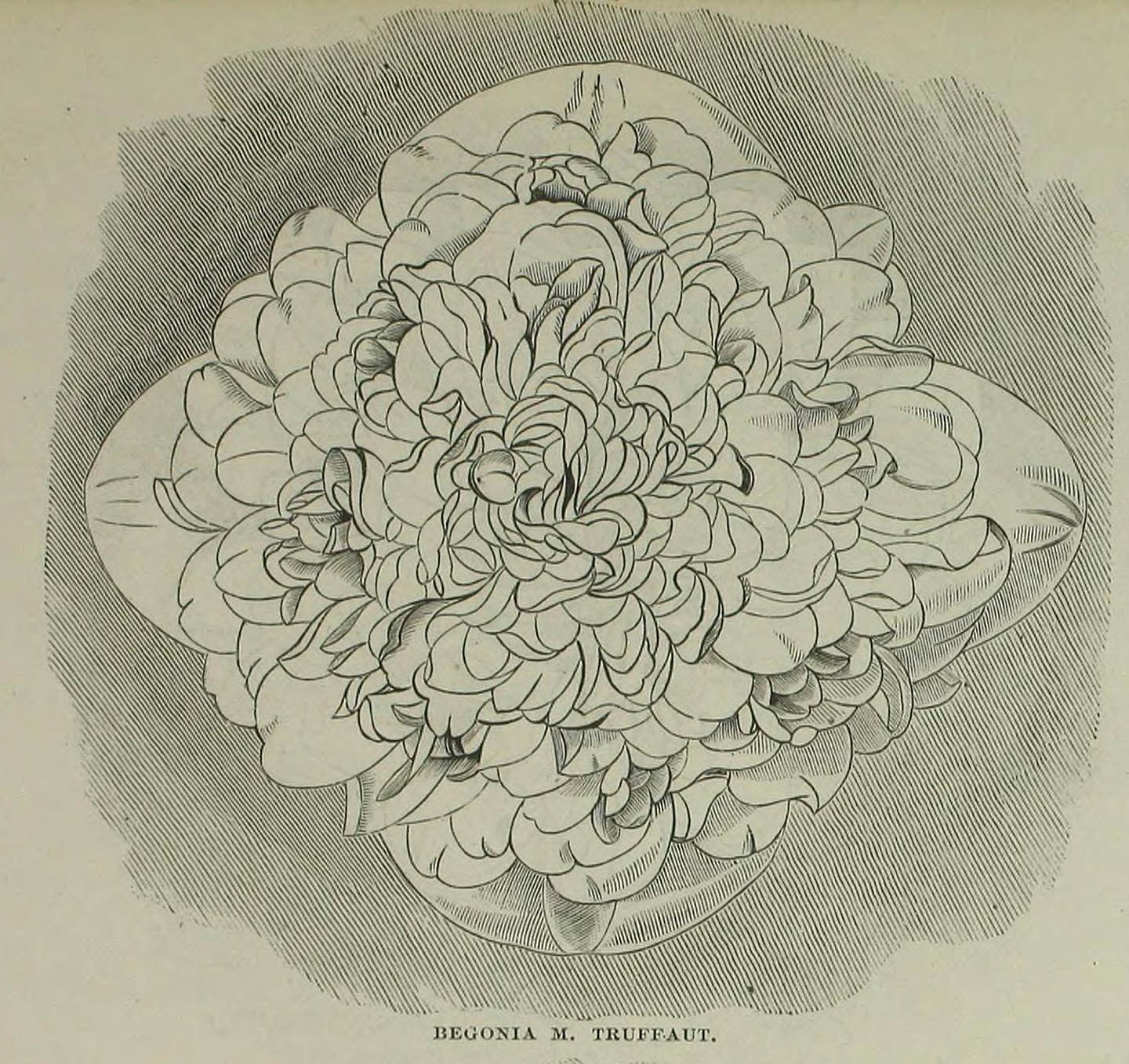B. ‘M. Albert Truffaut’